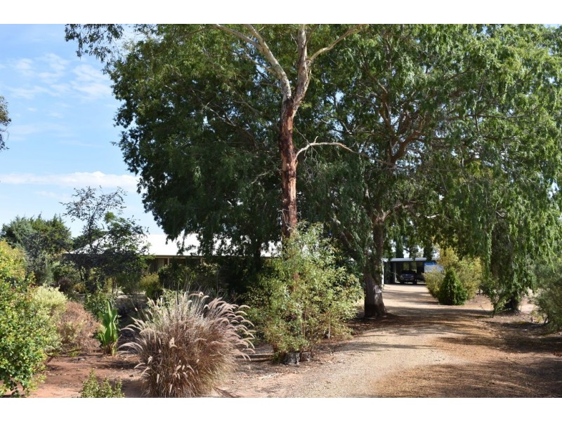 252 Cucumunga Street, Renmark SA 5341