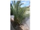 189 Seventeenth Street, Renmark SA 5341