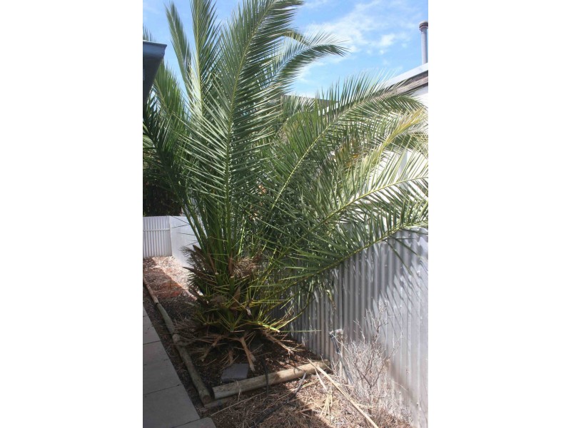 189 Seventeenth Street, Renmark SA 5341