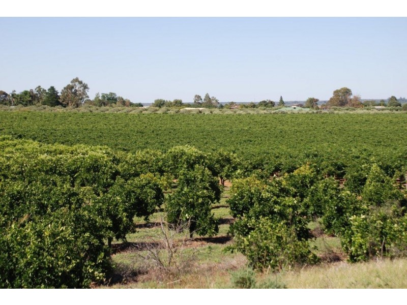 Lot 42 Phillips Road, Berri SA 5343