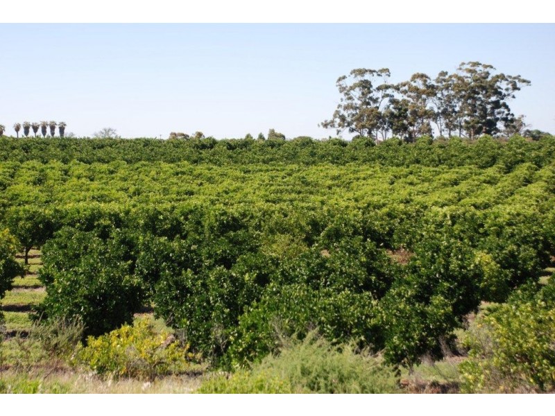 Lot 42 Phillips Road, Berri SA 5343