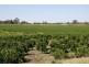 Lot 47 Phillips Road, Berri SA 5343