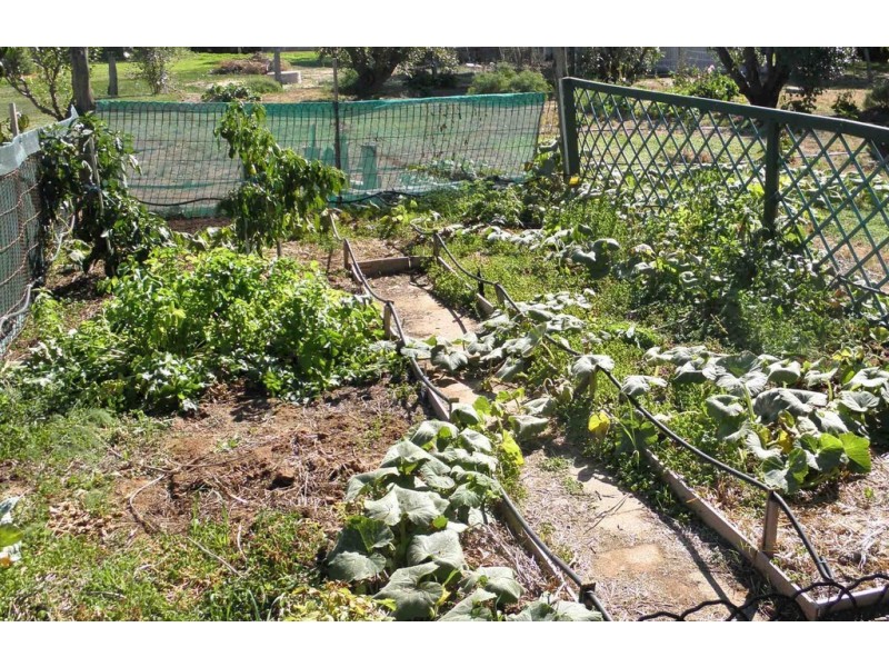 85 Cucumunga Street, Renmark SA 5341