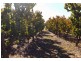 20 Twenty-fourth Street, Renmark SA 5341