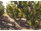 20 Twenty-fourth Street, Renmark SA 5341