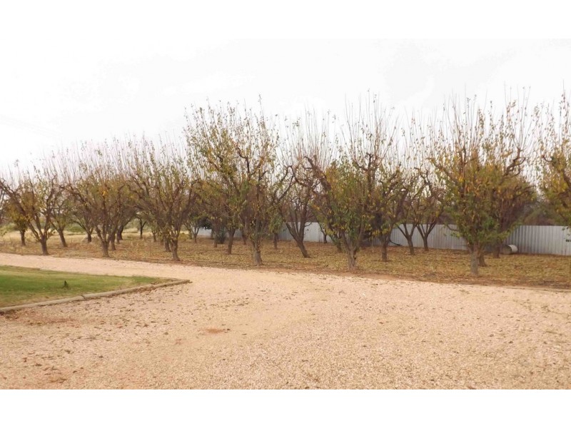 647 Ral Ral Avenue, Renmark SA 5341