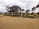 595 Morgan Road, Barmera SA 5345