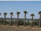 595 Morgan Road, Barmera SA 5345