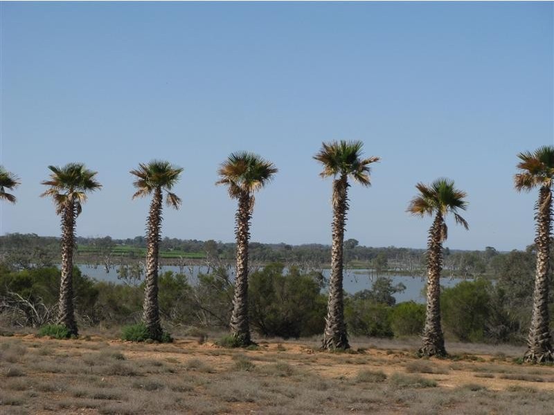 595 Morgan Road, Barmera SA 5345