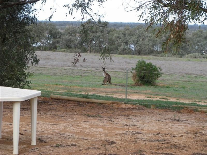 595 Morgan Road, Barmera SA 5345