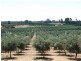 Lot 21 Carter Road, Waikerie SA 5330