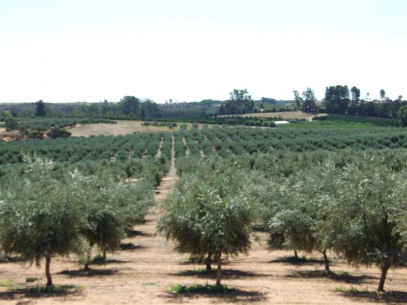 Lot 21 Carter Road, Waikerie SA 5330