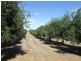 Lot 21 Carter Road, Waikerie SA 5330