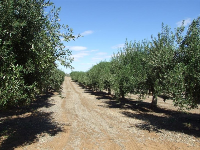 Lot 21 Carter Road, Waikerie SA 5330