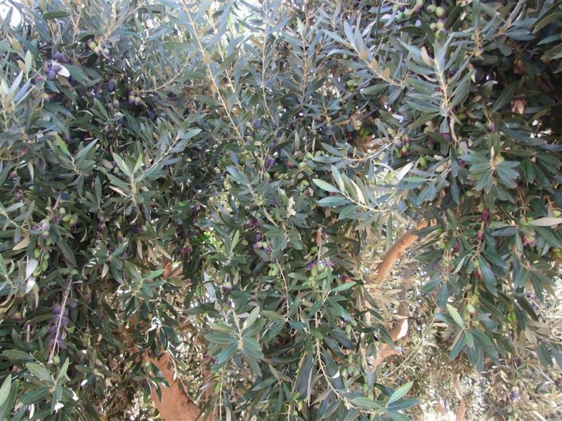 Lot 21 Carter Road, Waikerie SA 5330