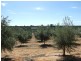 Lot 21 Carter Road, Waikerie SA 5330