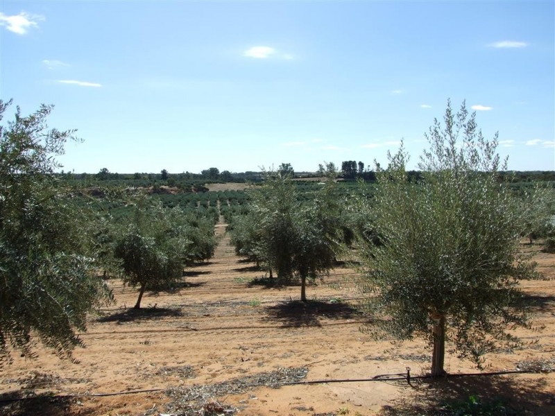Lot 21 Carter Road, Waikerie SA 5330