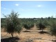 Lot 21 Carter Road, Waikerie SA 5330