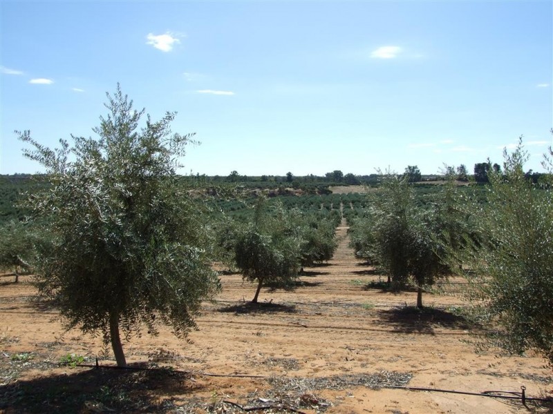 Lot 21 Carter Road, Waikerie SA 5330