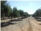Lot 21 Carter Road, Waikerie SA 5330