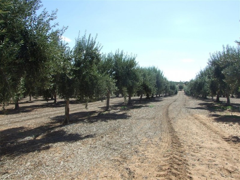 Lot 21 Carter Road, Waikerie SA 5330