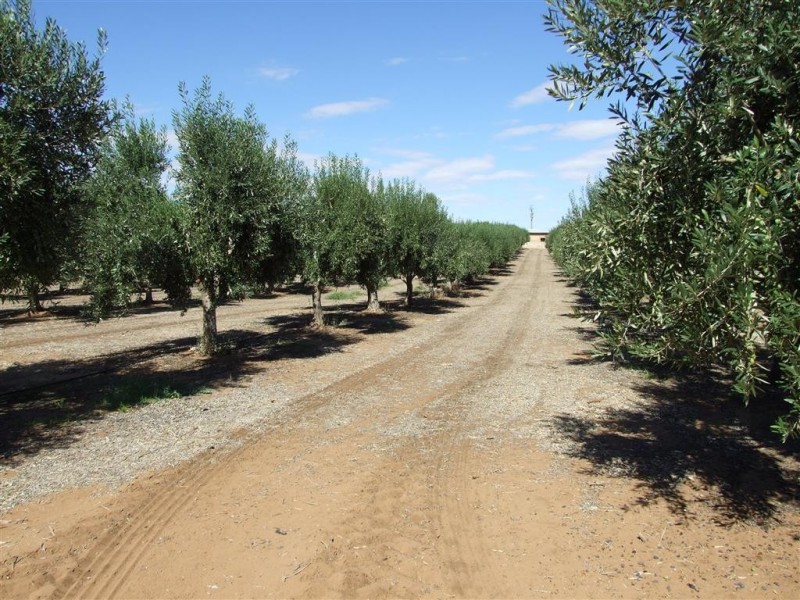 Lot 21 Carter Road, Waikerie SA 5330