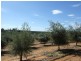 Lot 21 Carter Road, Waikerie SA 5330
