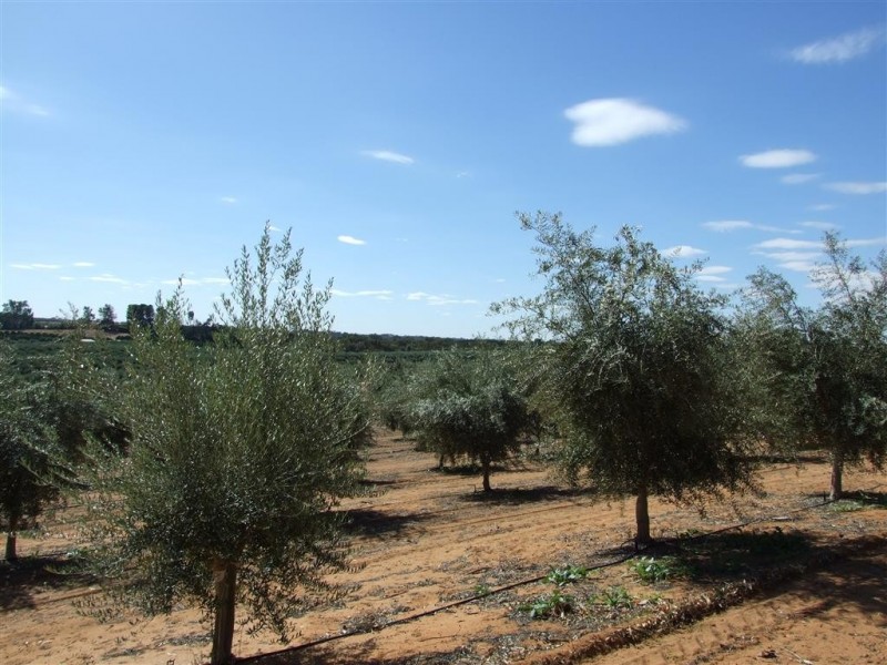 Lot 21 Carter Road, Waikerie SA 5330