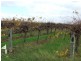 372 Holmes Road, Kingston On Murray SA 5331