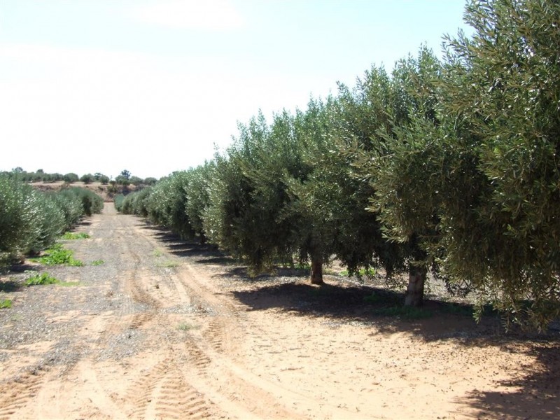 Lots 21 and 22 Carter Road, Waikerie SA 5330