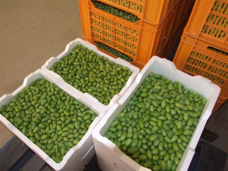 Lots 21 and 22 Carter Road, Waikerie SA 5330