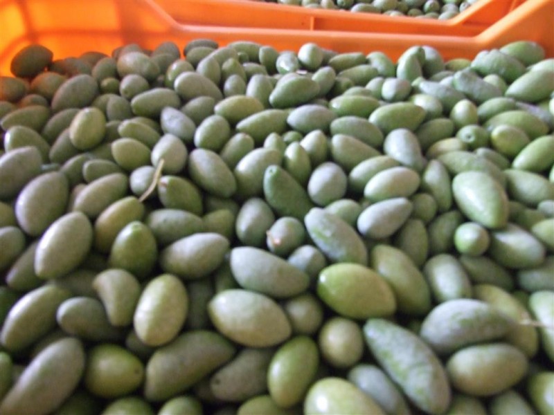 Lots 21 and 22 Carter Road, Waikerie SA 5330