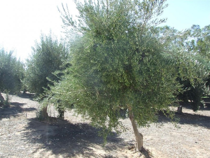 Lots 21 and 22 Carter Road, Waikerie SA 5330