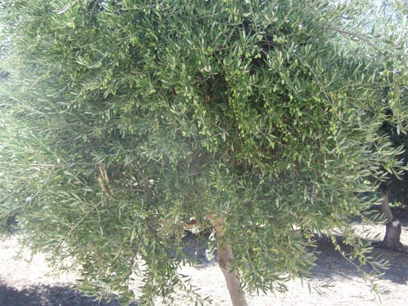 Lots 21 and 22 Carter Road, Waikerie SA 5330