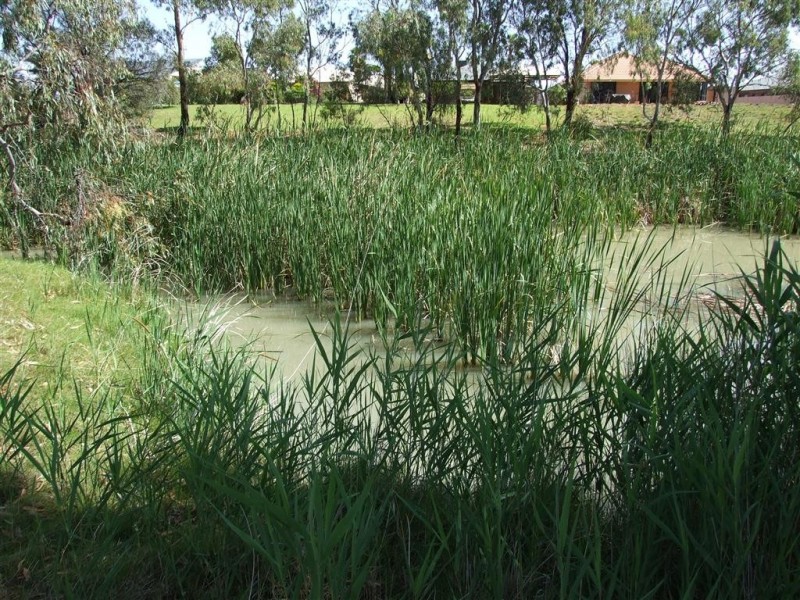 17 New Landing Way, Renmark SA 5341