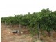 214 Cooltong Avenue, Renmark SA 5341
