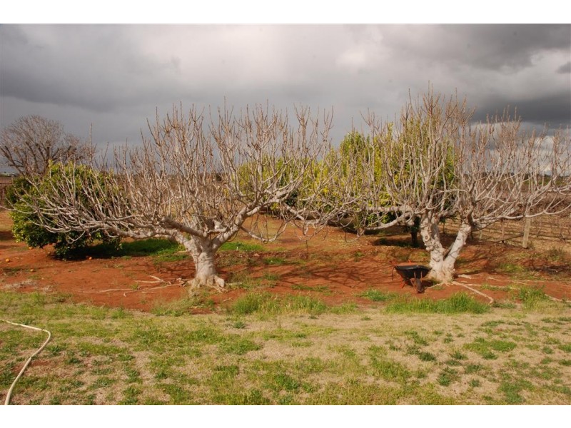 28 Rebbeck Rd Monash via, Berri SA 5343