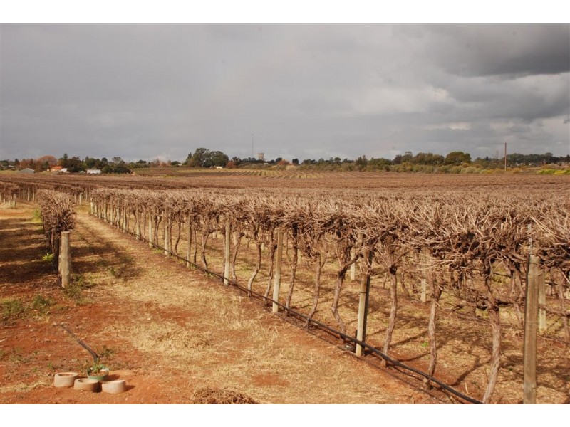 28 Rebbeck Rd Monash via, Berri SA 5343