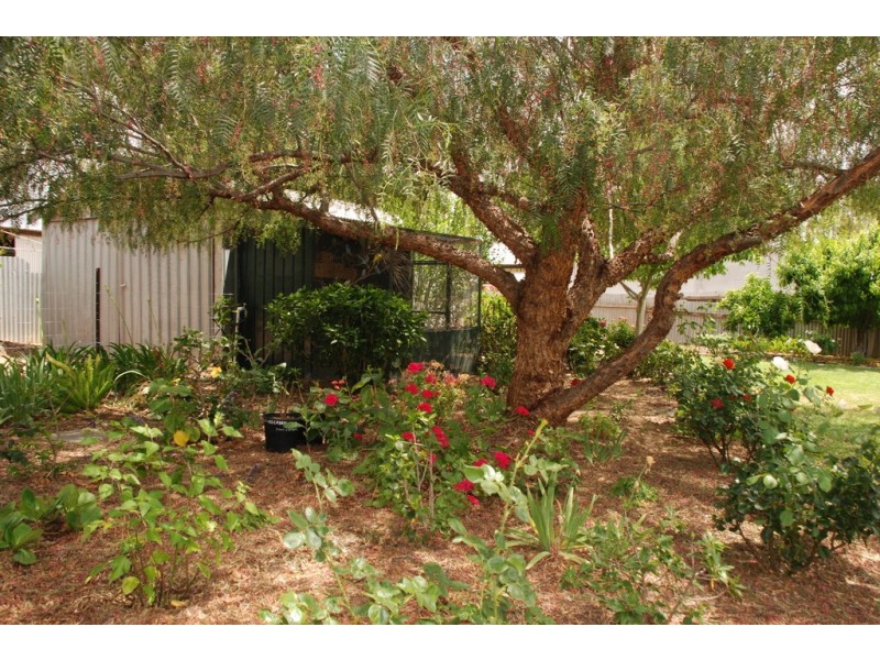 43 Cooper Street, Berri SA 5343