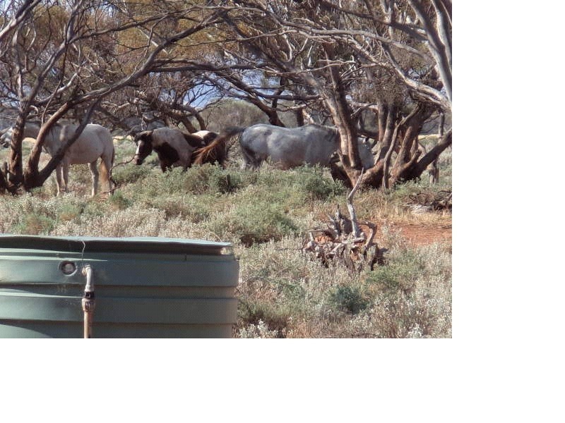 97 Buggy Road, Port Germein SA 5495