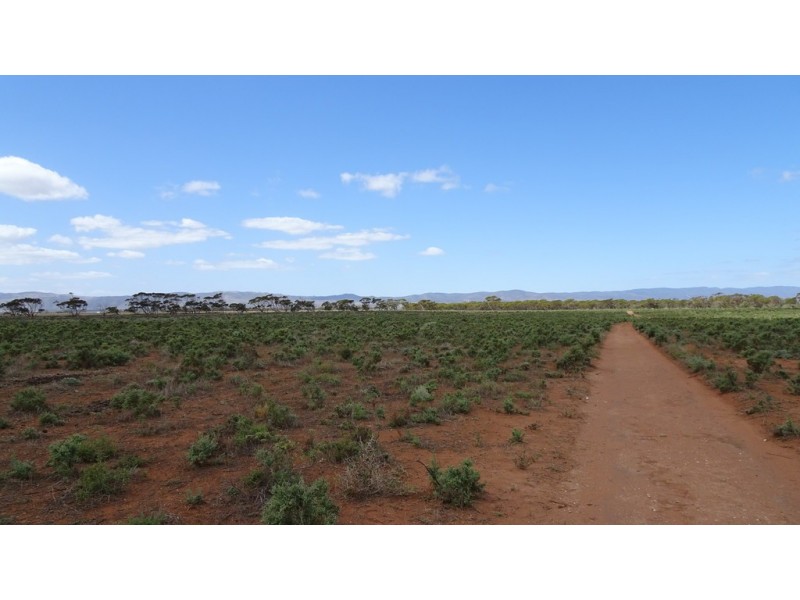 97 Buggy Road, Port Germein SA 5495