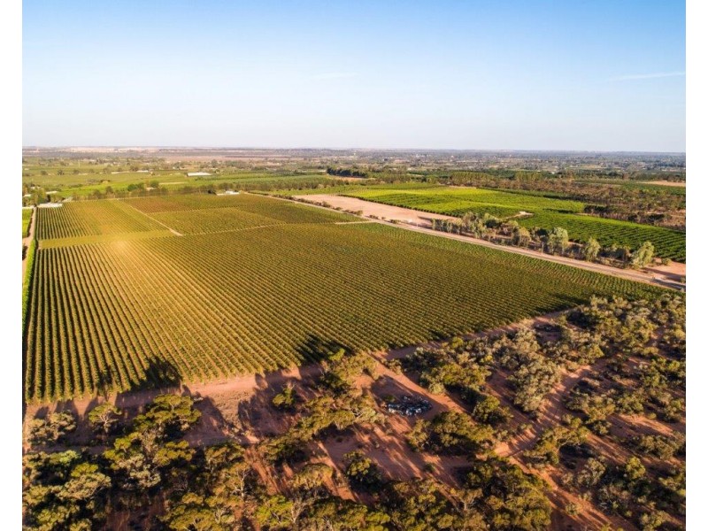 164 Government Road, Renmark SA 5341