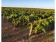 164 Government Road, Renmark SA 5341