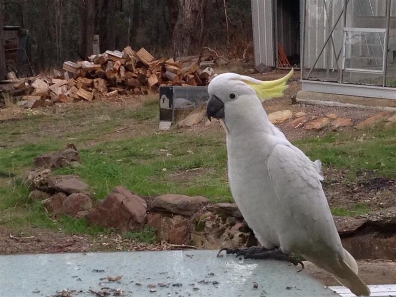 334 Scobles Road,, Drummond VIC 3461