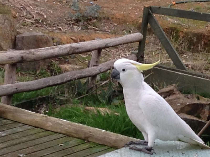 334 Scobles Road,, Drummond VIC 3461