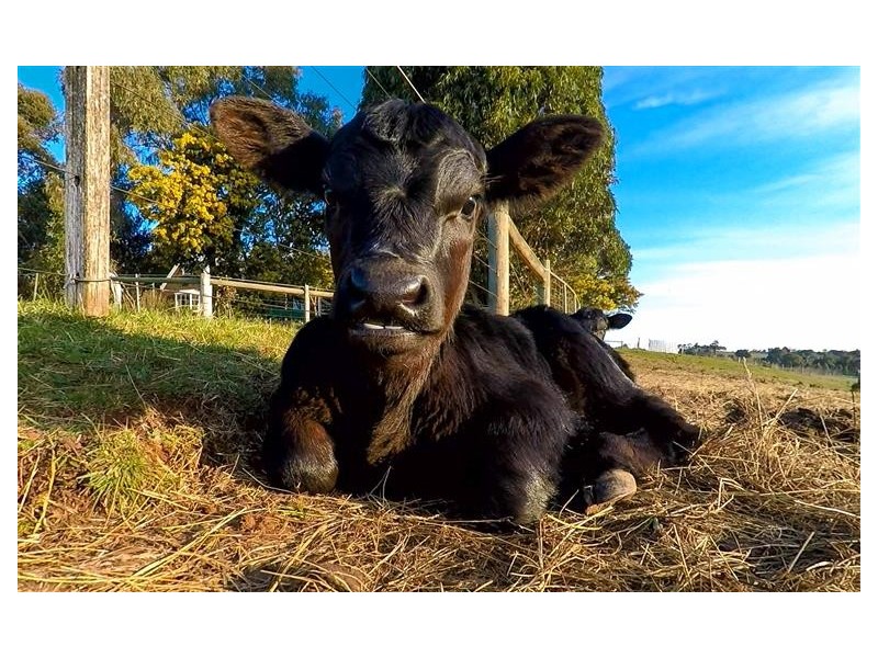 160 Evans Road, Tylden VIC 3444