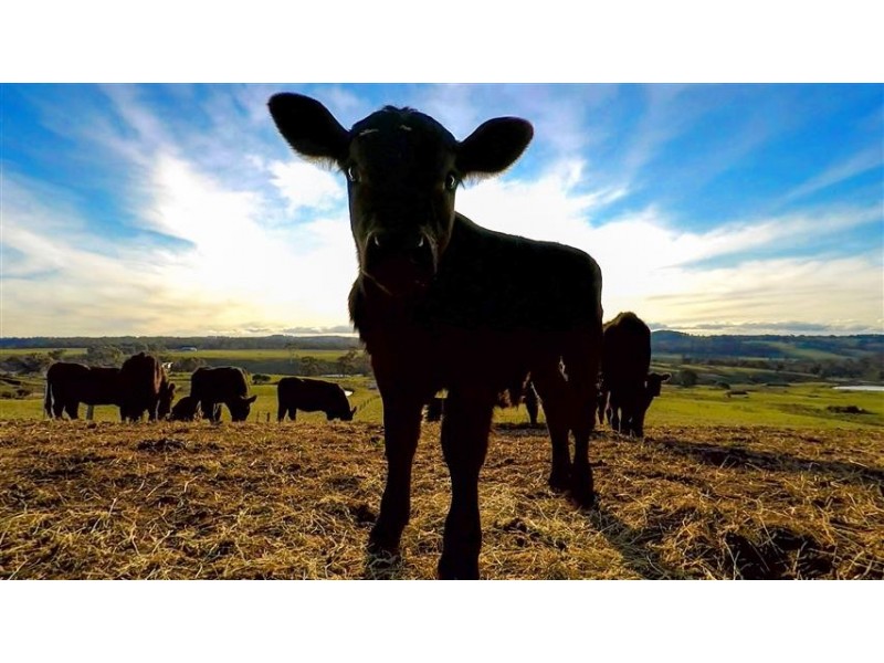 160 Evans Road, Tylden VIC 3444