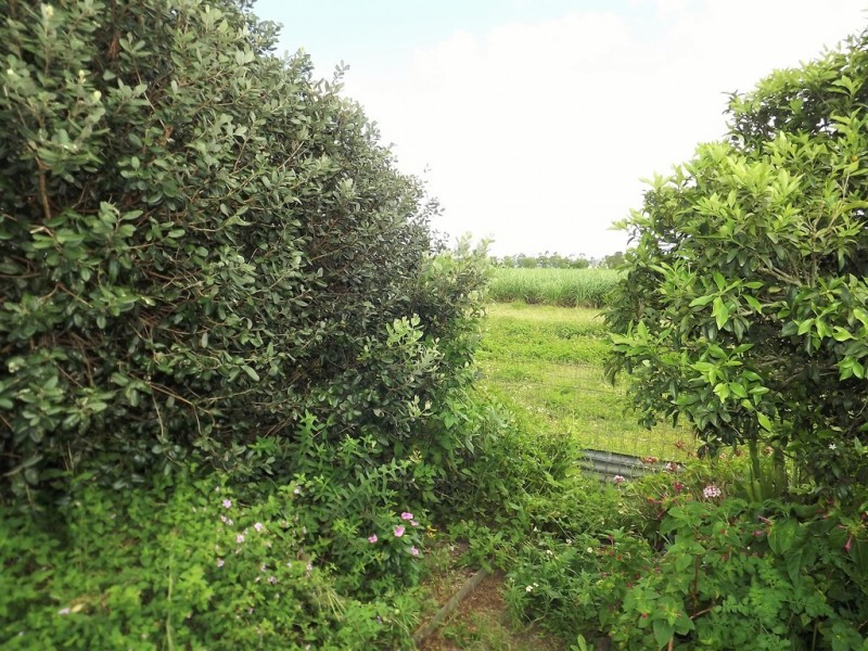 14 TELFORD STREET, Proserpine QLD 4800