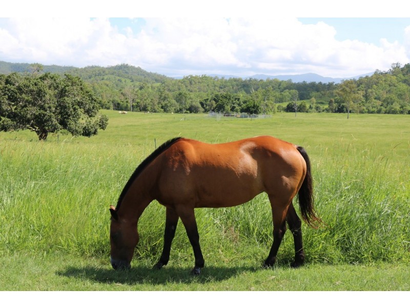 424 Exmoor Road, Bloomsbury QLD 4799