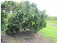 12560 Bruce Highway, Proserpine QLD 4800